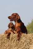 SETTER IRLANDAIS 142